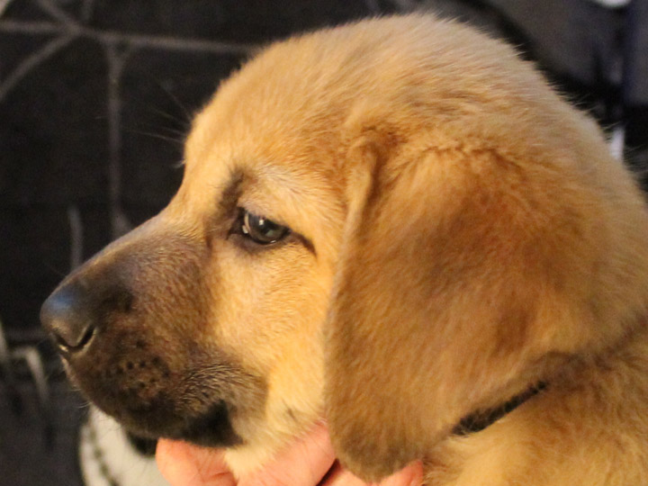 chinook puppy